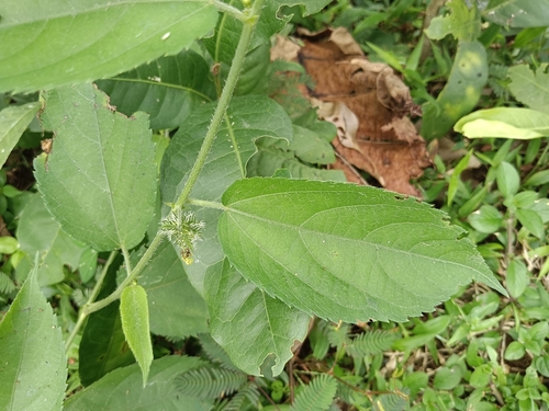 Image of Tragia involucrata by (c) renjus box, some rights reserved (CC BY)