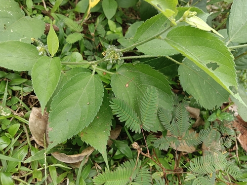 Image of Tragia involucrata by (c) renjus box, some rights reserved (CC BY)