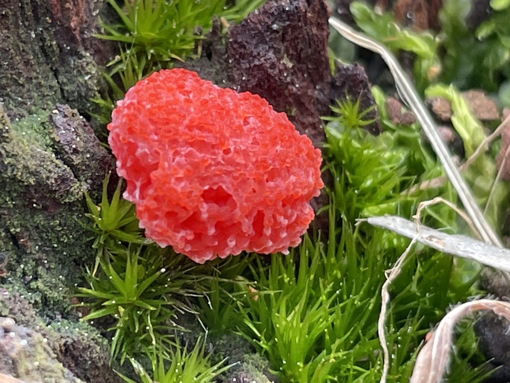 Red Raspberry Slime Mold From Belair SA 5052 Australia On August 27 red-raspberry-slime-mold-from-belair-sa-5052-australia-on-august-27