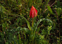 Tulipa agenensis
