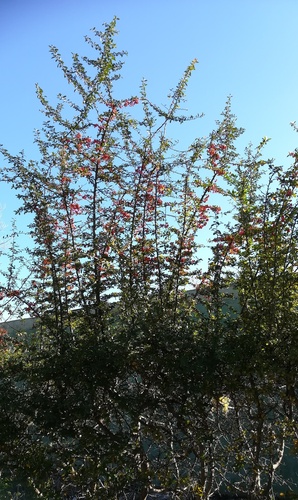 Vatreni trn (Pyracantha coccinea)