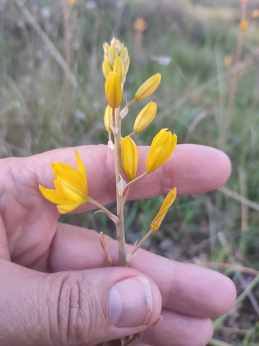 Bulbine bulbosa