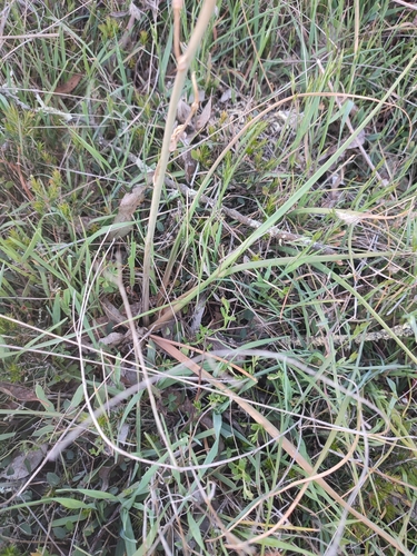 Bulbine bulbosa