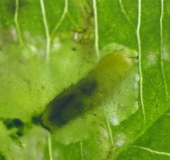 Liriomyza fricki