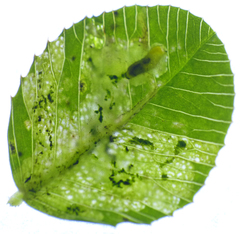 Liriomyza fricki