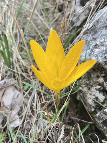 How to identify Sternbergia clusiana (Ker Gawl.) Ker Gawl. ex Spreng.