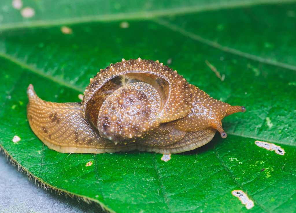 Megaustenia siamensis
