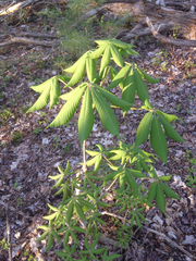 Aesculus pavia