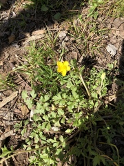 Ranunculus fascicularis