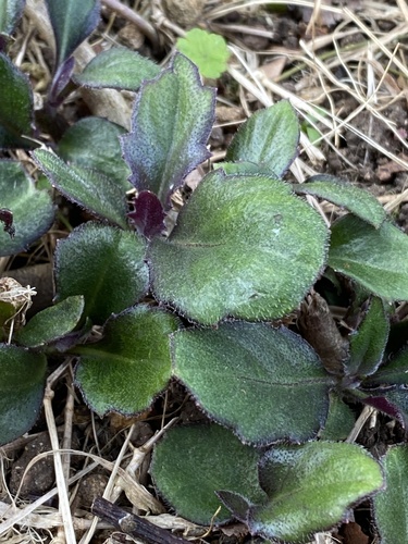 Gynura bicolor iNat (2)