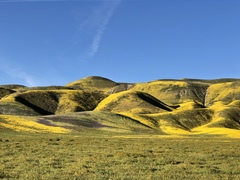 Monolopia lanceolata