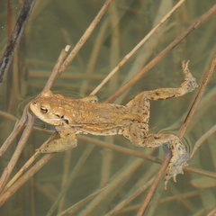 Common Toad photo 5