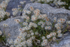 Galium eriocarpum