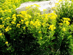 Descurainia tanacetifolia