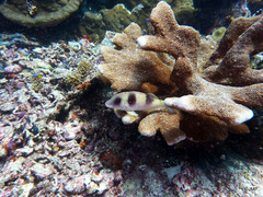 Parupeneus crassilabris