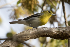 Vireo flavifrons image