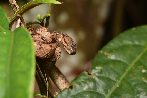 Formosa Slug Snake, Pareas komaii