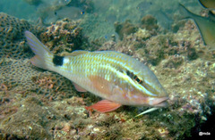 Parupeneus