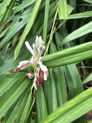 Alpinia officinarum