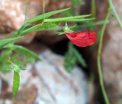 Lathyrus pseudocicera