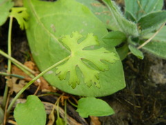 Ranunculus apiifolius