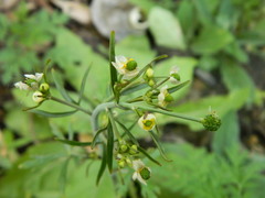 Ranunculus apiifolius