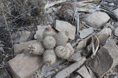 Echinomastus mariposensis