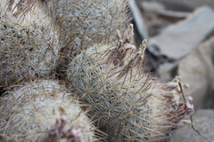 Echinomastus mariposensis