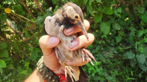 Indian Pied Myna (Gracupica contra), photo 6