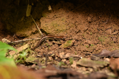 Van Denburgh's Ground Skink