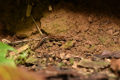 Van Denburgh's Ground Skink photo 2