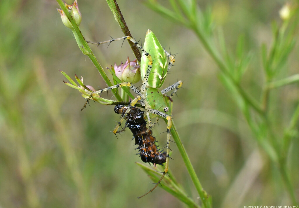 Predating Spiders Green Lynx Spider from Alachua County, FL, USA on October 8, 2023 at 05 ...