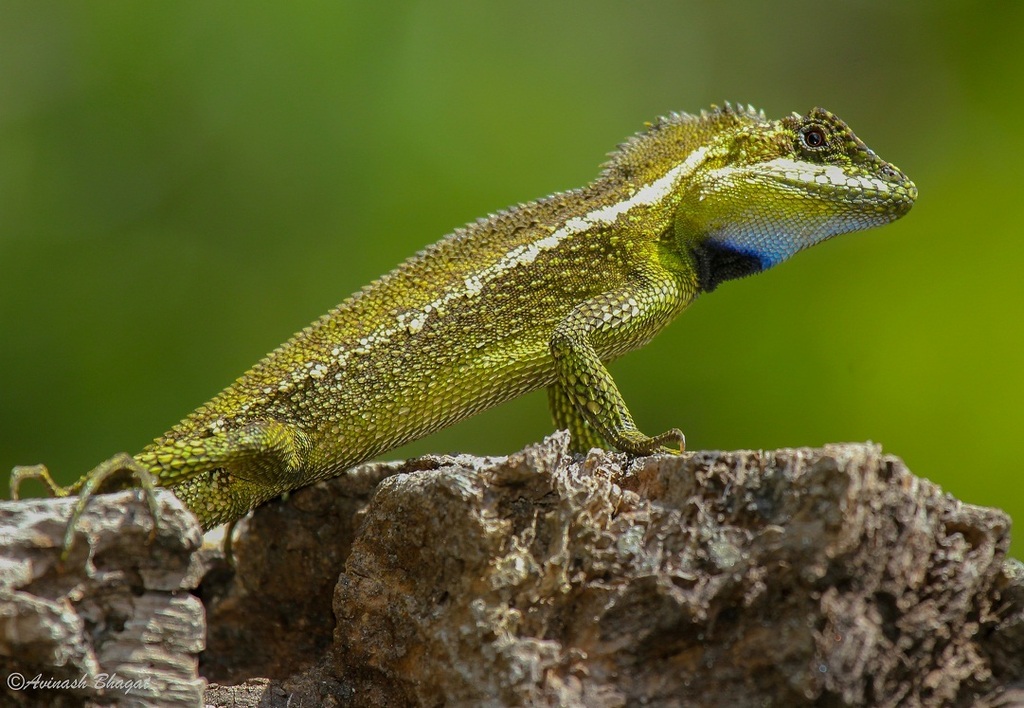 Japalures