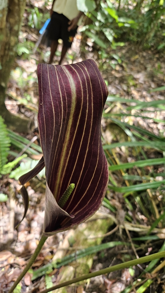 Cyrtosperma cuspidispathum (Cyrtosperma cuspidispathum)