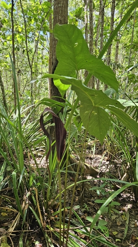 Cyrtosperma cuspidispathum, photograph 2