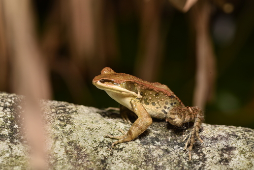 Kuatun Frog, Hylarana latouchii