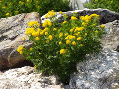 Descurainia tanacetifolia