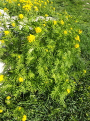 Descurainia tanacetifolia