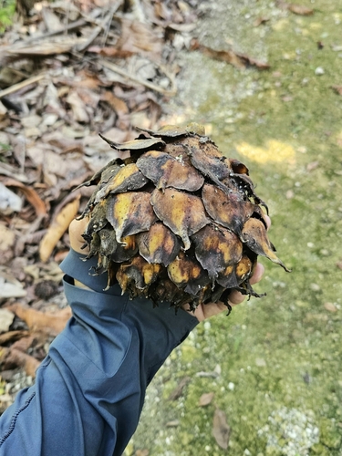 Ficus brusii
