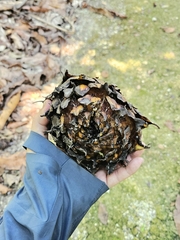 Ficus brusii, photograph Cheongweei Gan, CC BY, iNaturalist via GBIF