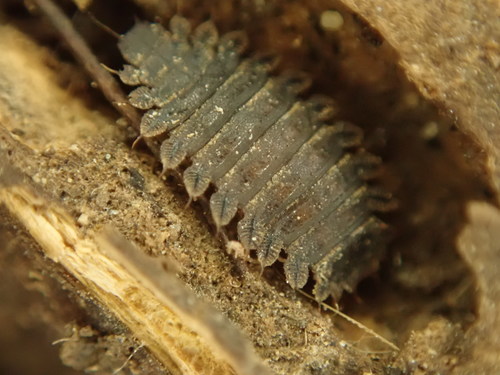 Fanniidae