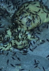 Acanthomyops