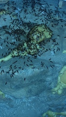 Acanthomyops
