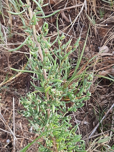 Suaeda maritima iNat (2)