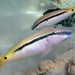 Red Sea Goatfish - Photo (c) Albertini maridom, some rights reserved (CC BY-NC), uploaded by Albertini maridom