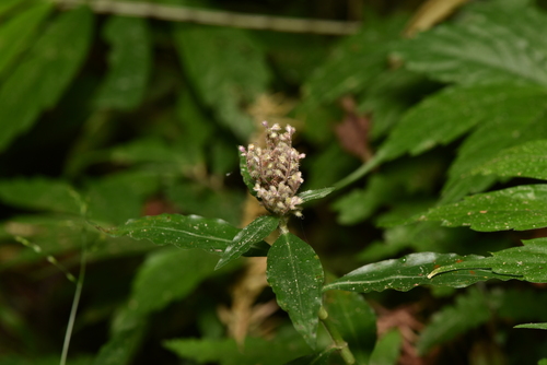 Image of Floscopa scandens by (c) Yung-Lun Lin, some rights reserved (CC BY)