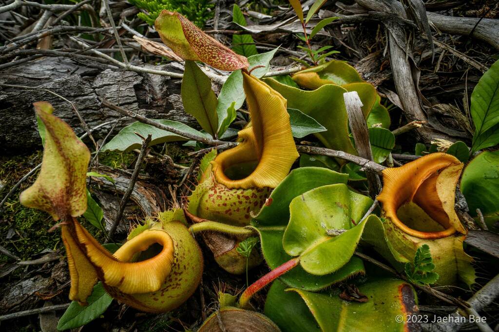 Veitch's pitcher-plant