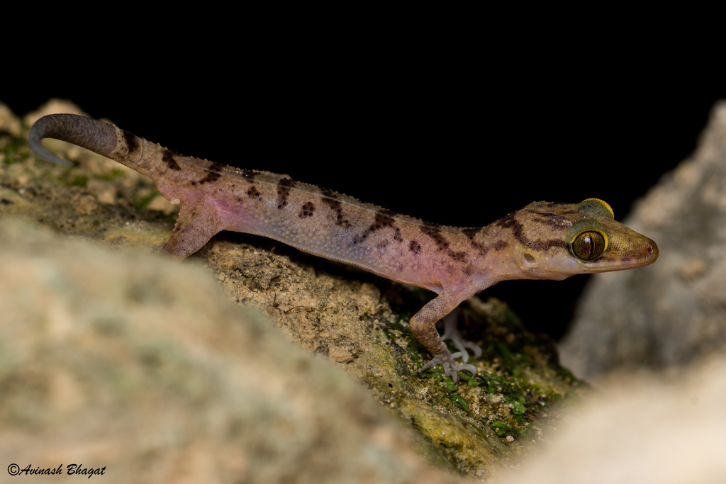 Andaman Bent-Toed Gecko