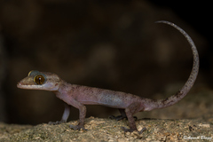 Andaman Bent-Toed Gecko photo 2