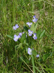 Viola elatior